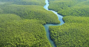 Bosques en Perú