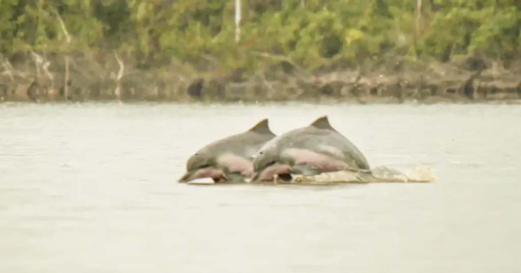 delfines de rio