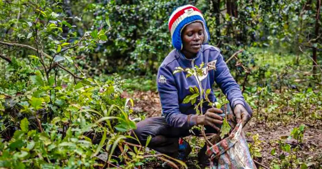 kenia cambio climatico