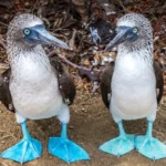 Galápagos supera la gripe aviar