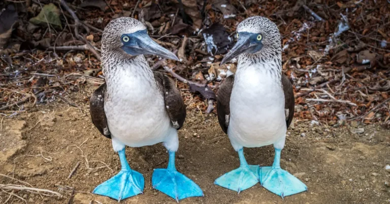 Galápagos supera la gripe aviar