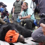El oso andino Tupak regresó a su hábitat