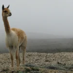 ¿Cuántas vicuñas existen en la Reserva Chimborazo?
