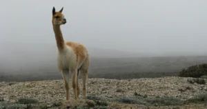 ¿Cuántas vicuñas existen en la Reserva Chimborazo?