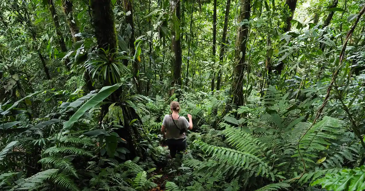 Libro del Chocó ecuatorial sobre flora, ecología y fitogeografía 