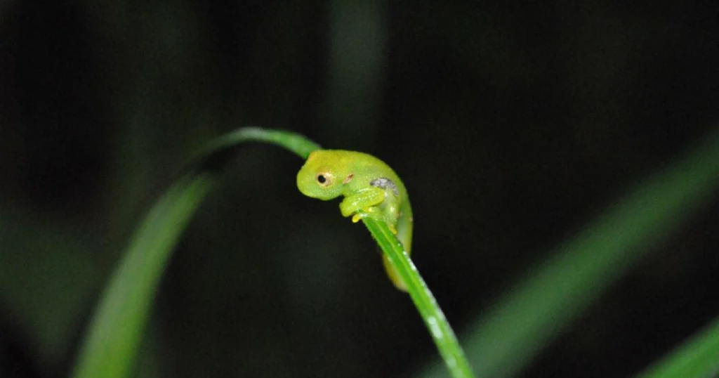 Ranas de cristal