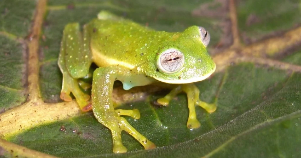 Ranas de cristal 2