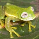 2 nuevas especies de ranas de cristal identificadas en Andes ecuatorianos