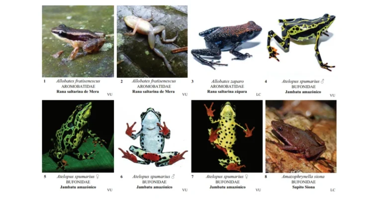 48 especies de anfibios habitan en Finca La Argentina en Puyo