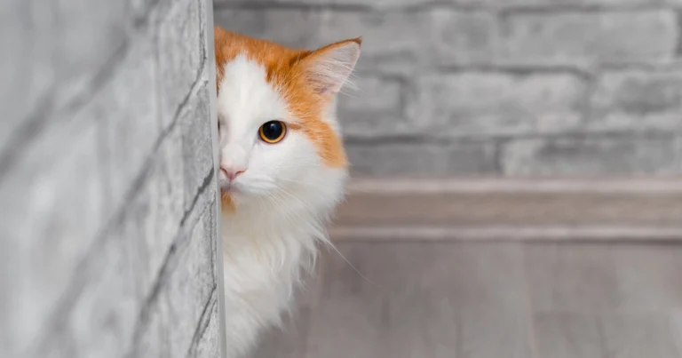 Los gatos domésticos una amenaza para la vida silvestre 