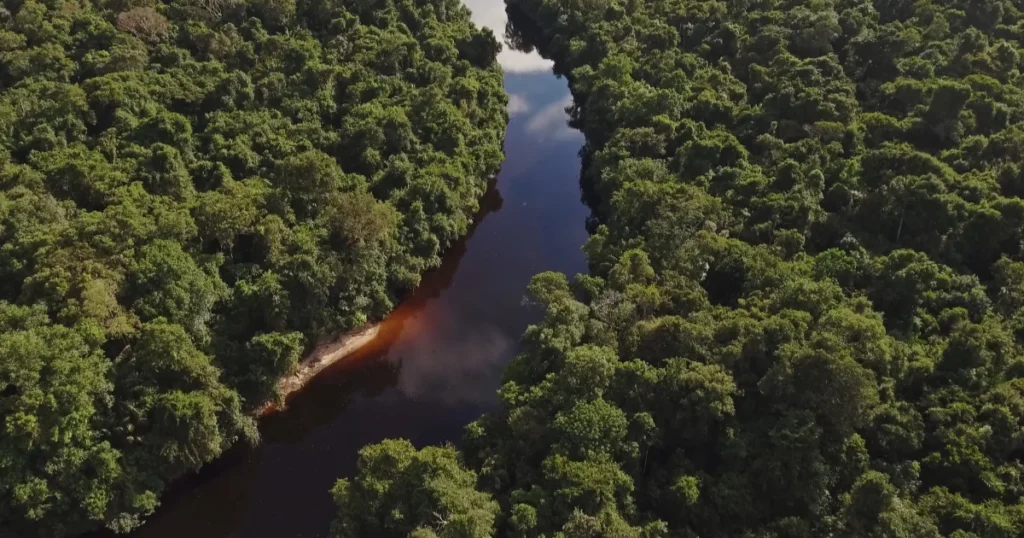 Arboles amazonia