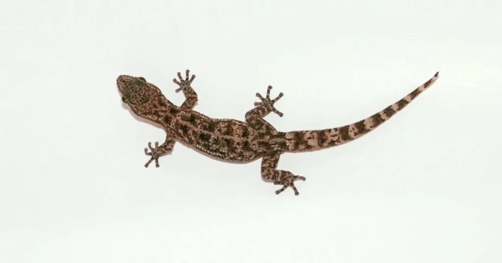 Salamanquesa 2 1