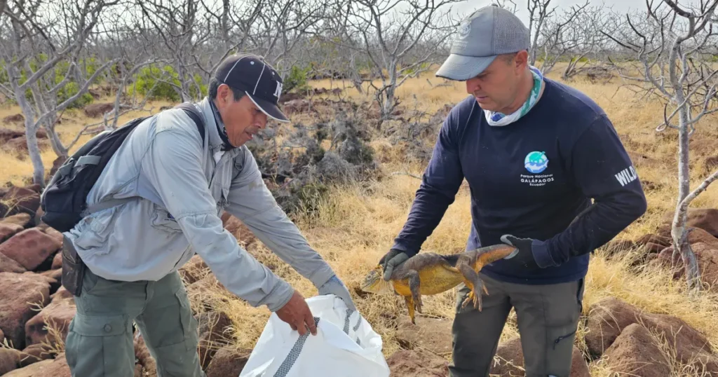1 500 iguanas terrestres reintroducidas en Isla Santiago 2 hombres introduciendo a una iguana en saco plastico