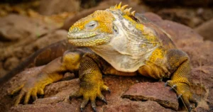 iguanas galapagos 1