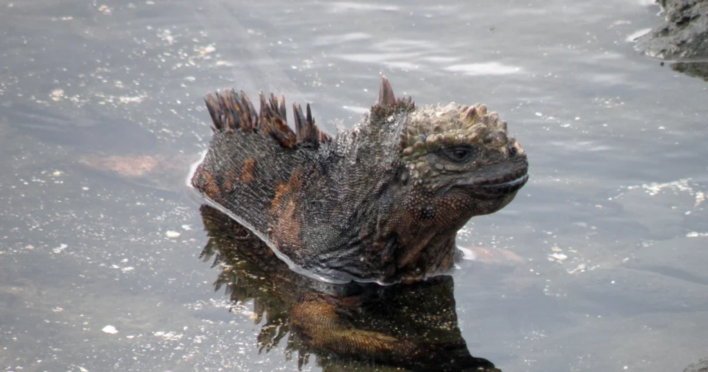 iguanas galapagos 3