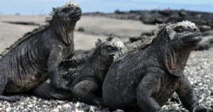 iguanas de las Islas Galápagos